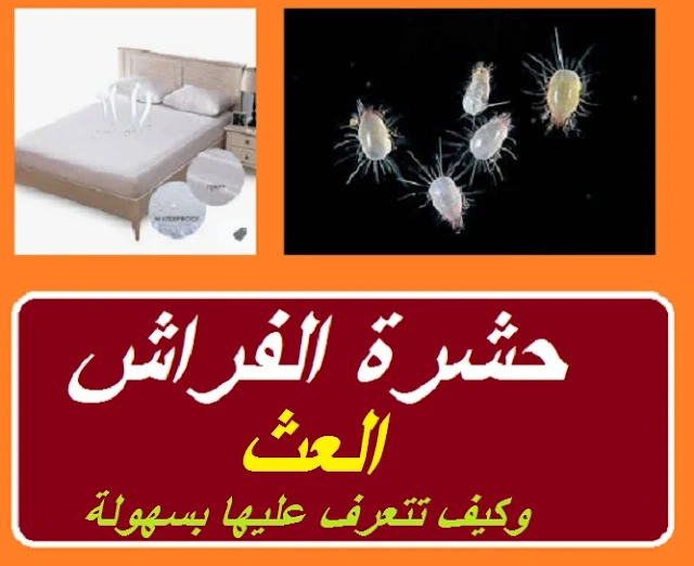 "انواع حشرات الفراش العث" "اشكال حشرة الفاش العث" "حشرة الفاش الابيض" "حشرة الفاش البيضاء" "حشرة الفراش السوداء" "حشرة البق" "اضرار حشرة الفراش العث" "اضرار البق" "اعراض حشرة الفاش العث" "صور حشرة الفاش العث" "حشرة الفراش الصغيرة" "حشرة الفراش الغير مرئية" "حشرة الفاش والانسان" "حشرة الفاش في المنزل" هل الفاش ينتقل للانسان حشرة الفاش الأبيض حشرة الفاش ويكيبيديا حشرة الفاش الابيض في المنزل هل فاش الطيور يعدى الانسان حشرة الفاش الأبيض في المنزل "حشرة الفراش العث" "حشرة عث الفراش" "حشرة الفراش والقضاء عليها" "حشرة الفراش وعلاجها" "حشرة الفراش البق" "حشرة فراش" "حشرات الفراش السوداء" "حشرات الفراش البق" "مبيد حشرة الفراش" "حشرة الفراش التي لا ترى بالعين" "ما هي حشرة الفراش الصغيرة" "حشرة العث الفراش" "حشرة بق الفراش واضراره" "حشرة بق الفراش بالصور" "حشرة بق الفراش ويكيبيديا" "حشرة بق الفراش cimex lectularius" "حشرة بق الفراش بالسعودية" "حشرة بق الفراش وكيفية القضاء عليها" "حشرة بق الفراش bed bugs" "حشرة الاكلانة" "حشرة الانثروفاجا" "حشرة الأكلان" "حشرة عث الغبار" "حشرة عث الغبار المنزلي" "بق الفراش والقضاء عليه" "حشرة الفراش وكيفية القضاء عليها" "بق الفراش وكيفية القضاء عليها" "حشرات فراش" "طرد حشرات الفراش" "ماشكل حشرة الفراش" "حشرات الفراش وعلاجها" "حشرات الفراش علاج" "اسباب حشرات الفراش وعلاجها" "علاج لحشرة الفراش" "حل مشكلة حشرة الفراش" "بق الفراش وعلاجها" "بق الفراش وعلاجه بالجسم" "حشرة الفراش بالصور" "حشرات السرير البق" "حشرات الفراش غير البق" "حجم حشرة الفراش" "حشرة فراشة الياسمين" "حشرة فراشة الليل" "حشرة فراشة الحمام" "حشرة فراشة" "حشرة فراشة الحبوب" "حشرة فراشات" "حشرات فراشات" "حشرات فراشه" "حشرة فراش النوم" "حشرة الفراش السوداء" "حشرة منزلية سوداء" "حشرات الفراش غير المرئية" "حشرات الفراش بالصور" "مكافحة حشرات البق الفراش" "ما هى حشرات الفراش" "مبيد حشرات الفراش" "مبيدات حشرة الفراش" "مبيدات حشرات الفراش" "مبيد بق الفراش ساكو" "مبيد بق الفراش بجده" "مبيد لحشرة الفراش" "مبيد بق الفراش في مصر" "حشرة الفراش لا ترى بالعين" "ما هي حشرة الفراش" "حشرة العث في الفراش" "حشرات الفراش السوس" "هل حشرة بق الفراش تطير" "حشرة البق بالانجليزي" "حشرة البق بالانجليزية" "حشرة البق سبب وجودها" "حشرة البق والتخلص منها" "بالصور حشرة البق" "شكل حشرة البق بالصور" "حجم حشرة بق الفراش" "بق الفراش حشرة البق" "دورة حياة حشرة بق الفراش" "حشرة البق وكيفية القضاء عليها" "ما هو علاج البق الفراش" "ماهو شكل البق" "طرق علاج بق الفراش" "البق المنزلي" "هل حشرة البق سريعه" "حشرة الاكلان" "الحشرات الاكلان" "حشرة البق cimex" "حشرة البق en français" "حشرات الاكلان" "حشرة البق traduire" "حشرة البق وكيفية التخلص منها" "حشرة البق الدقيقي" "حشرة البق بالفرنسية" "حشرة البق الفراش" "حشرة البق في المنام" "التخلص من حشرة عث الغبار" "ما هو عث الغبار" "حشرة الغبار المنزلي" "بق الفراش والخل" "بق الفراش اسبابه وعلاجه" "حشرات فراشة" "حشرات فراش النوم" "حشرات المفروشات" "حشرات المراتب" "طرد بق الفراش"