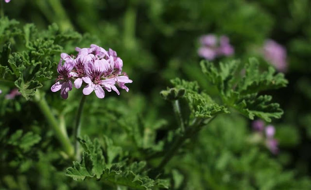 Pelargonium Graveolens Flowers Pictures