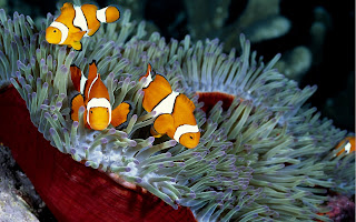 Clown Fishes wallpaper