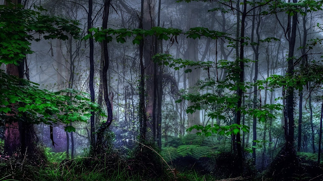 Nature trees dark forest mist HD Wallpaper