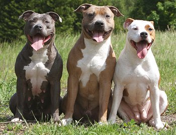 american pitbull terriers