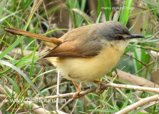 A small bird , छोटी चिडिया 