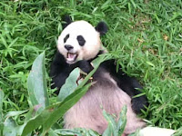 Giant Panda in bamboo field.