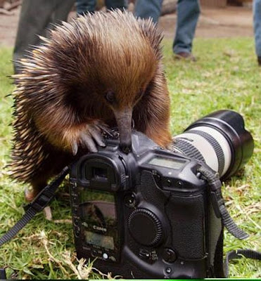 Animal With Camera Seen On www.coolpicturegallery.us