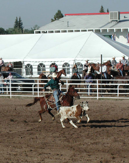 Cheyenne Frontier Days steer roping