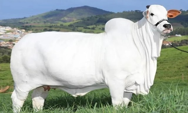 world most expensive cow | What is special about the Nelore breed cow?