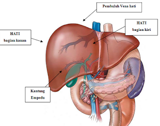 Macam Macam dan Gambar Alat Ekskresi Pada Manusia