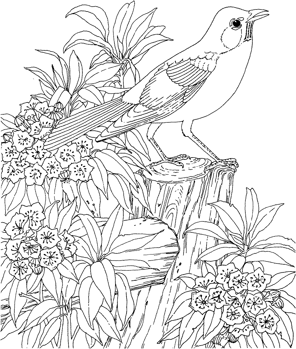 Download Birds Coloring Pages