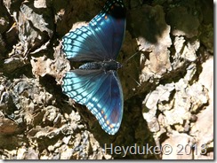 Swallowtail Butterfly