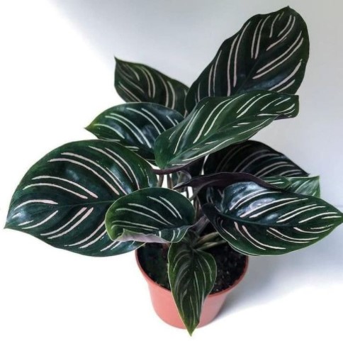 tanaman-hias-calathea