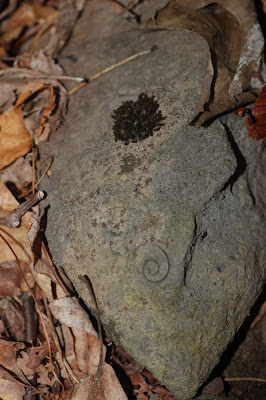 Mossy rock with fossil shell