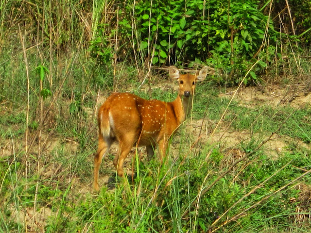 Deer seen during safari in Chitwan