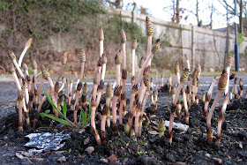 Horsetails erupting through tarmac in Hayes Station car park, 6 April 2011