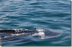 tiburón ballena holbox