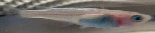 ラズリーメダカ 稚魚 １６７日目