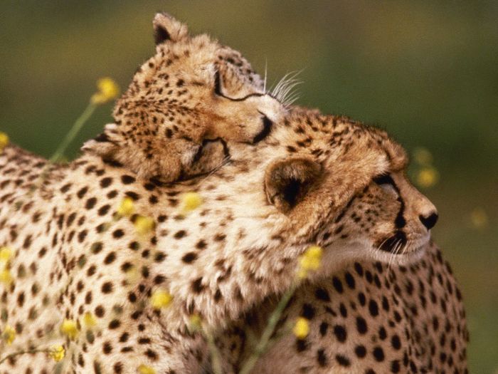 Animals Hugging Seen On www.coolpicturegallery.us