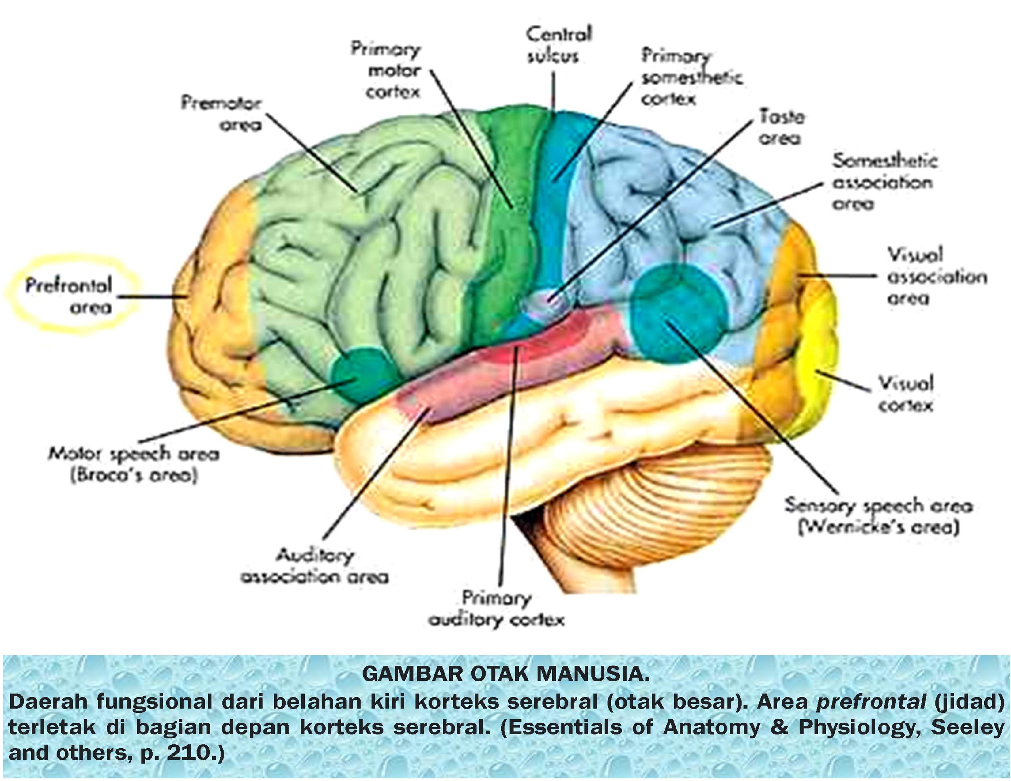 Поверхности коры головного мозга
