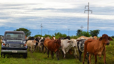 El estiércol de vaca, reservorio de bacterias resistentes a los antibióticos.