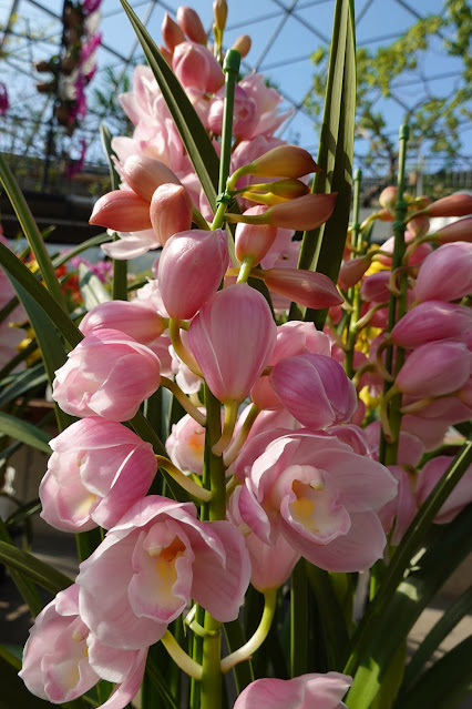 とっとり花回廊　シンビジュウム