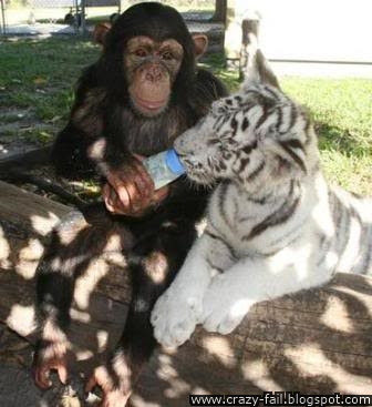 monkey feeding a tiger