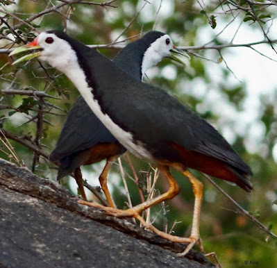 "A medium-sized waterbird with unusual plumage, the White-breasted Waterhen (Amaurornis phoenicurus). It is distinguished by a white breast, black upperparts, and lengthy legs. A pair calling, showing off i=their  distinctive markings and thin form."