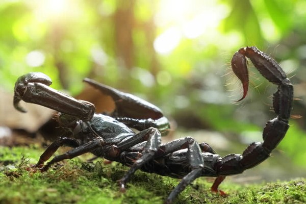 10 Contoh  Hewan  Arthropoda  Beserta Gambar Dan  