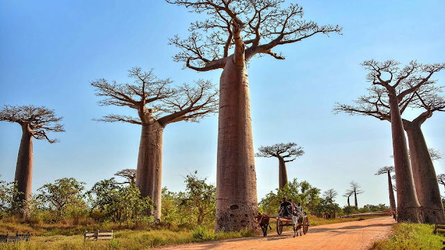 Alley of the Baobabs