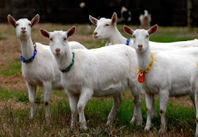 Saanen Goats