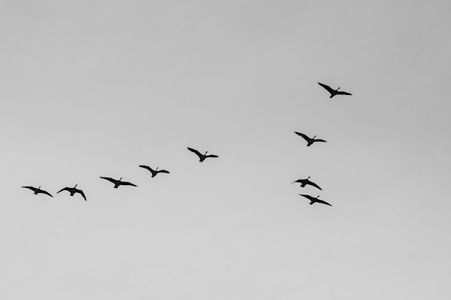 Flying Geese Elk Grove Sacramento California Cosumnes River Preserve Bird Watching Fall Migration