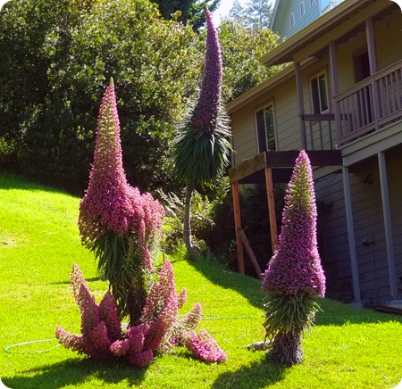 known flower