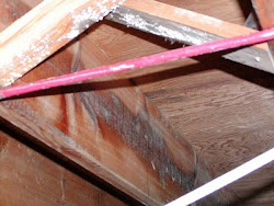 How to Kill White Mold on Wood | White Mold In Basement - White Mold