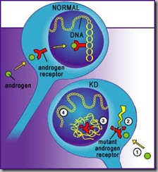 Androgen Receptor with KD