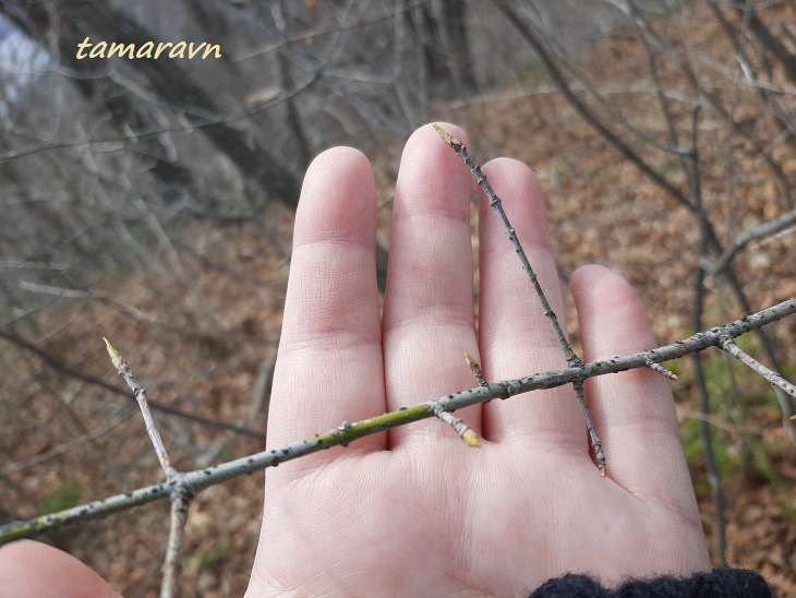 Бересклет малоцветковый (Euonymus pauciflorus)