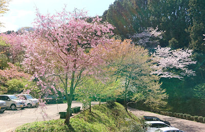 弘川寺の桜(河南町)