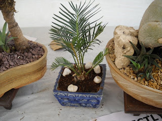 cycad bonsai plant