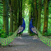 WOW Escape Beautiful Peacock Pair Escape