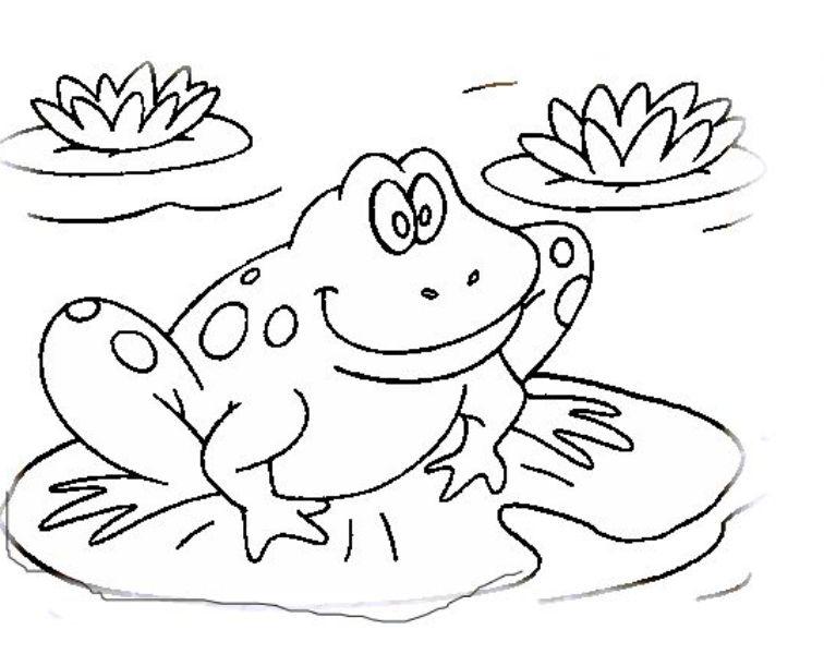Halaman belajar mewarnai gambar katak  yang lucu