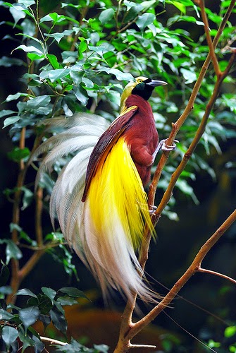 Indah Dan Uniknya Burung  Cendrawasih Asal Papua Indonesia 