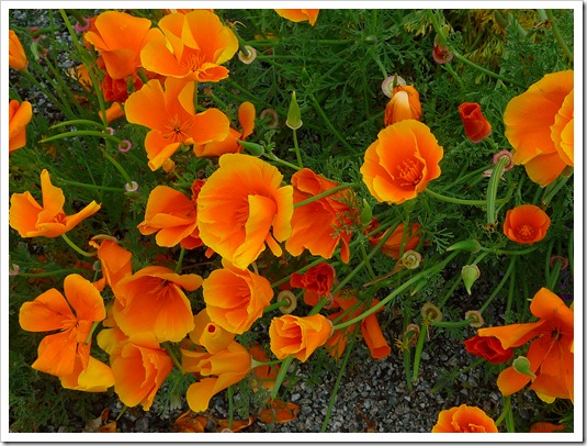 P1100515