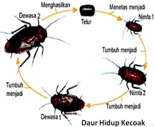 Daur Hidup Kecoak