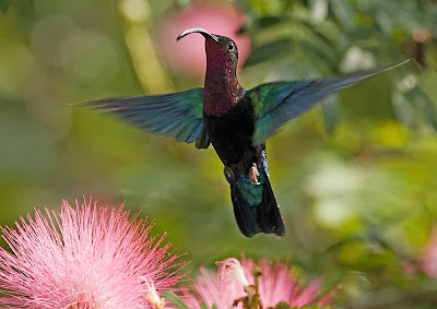 Purple throated carib, Hummingbird.