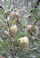 Australian flowers