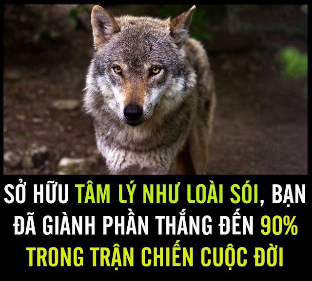 SỞ HỮU TÂM LÝ NHƯ LOÀI SÓI, BẠN ĐÃ GIÀNH PHẦN THẮNG ĐẾN 90% TRONG TRẬN CHIẾN CUỘC ĐỜI!