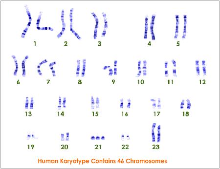 karyotype male. Let#39;s see if I can get five of