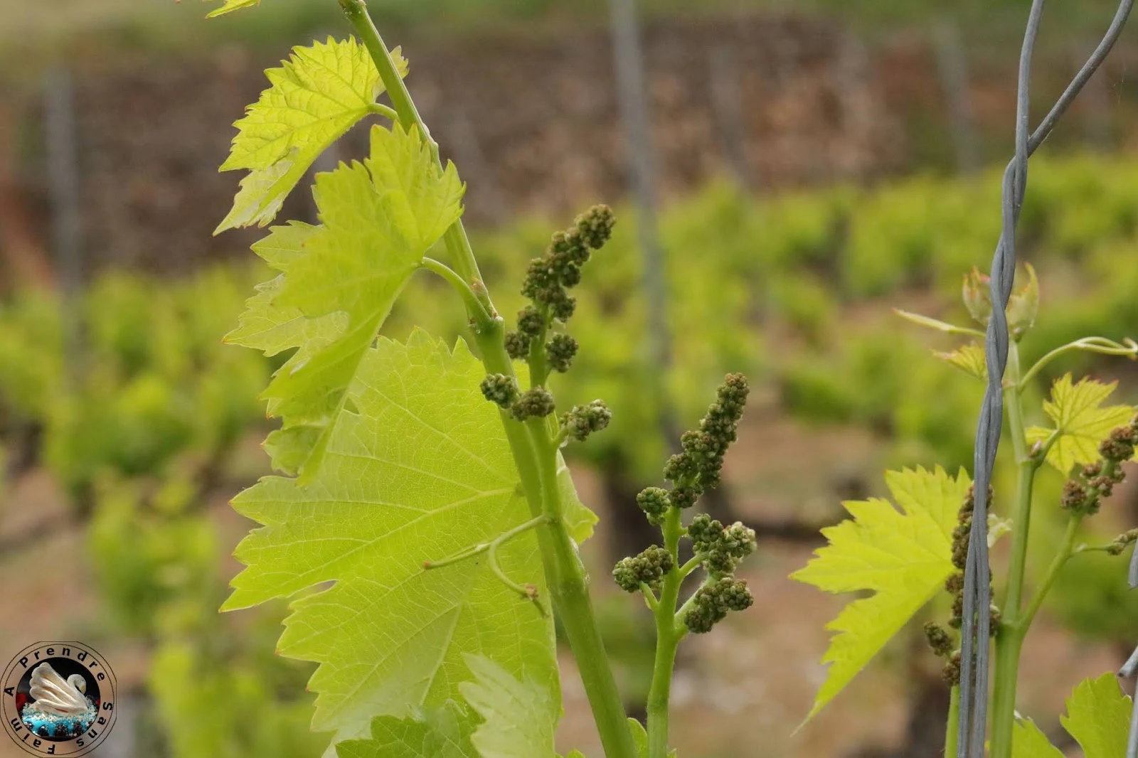 Visite et dégustation de vins à Vinyes Domènech - Capçanes