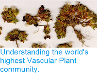 https://sciencythoughts.blogspot.com/2016/12/understanding-worlds-highest-vascular.html