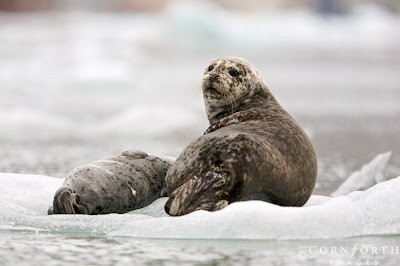 Cute Seal Seen On www.coolpicturegallery.us