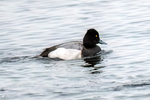 Lesser scaup