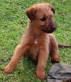 Irish Terrier Puppy Picture