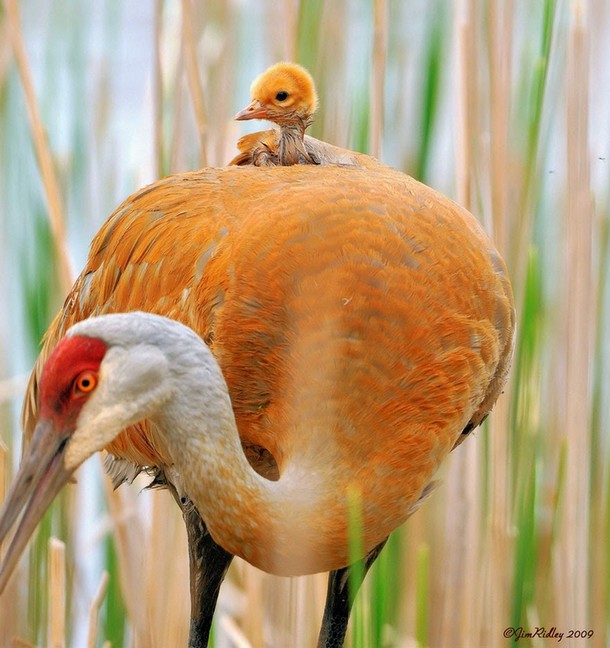 25 Amazing Pictures Of Wild Animals And Their Babies